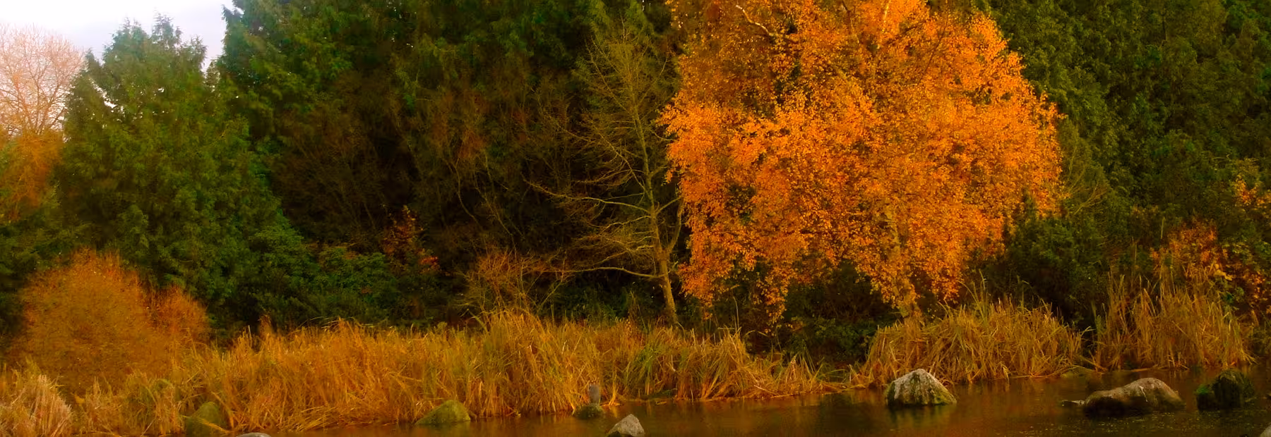 Canadian forest landscape